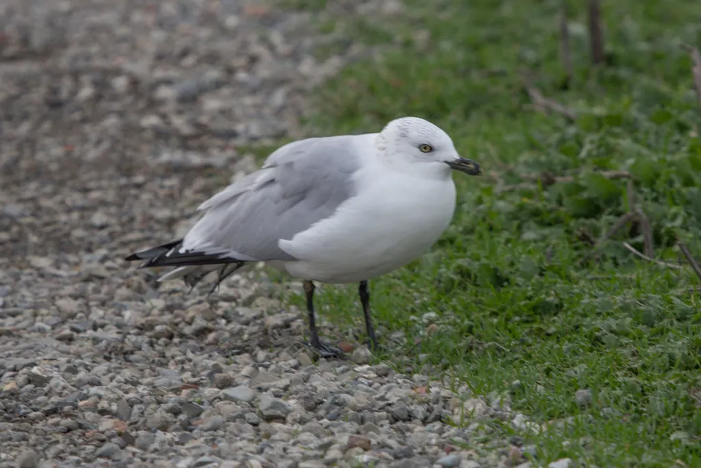 环嘴鸥(Larus delawarensis)