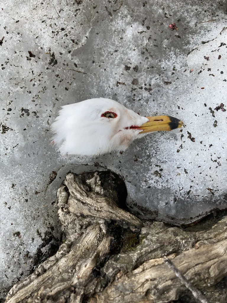 环嘴鸥(Larus delawarensis)