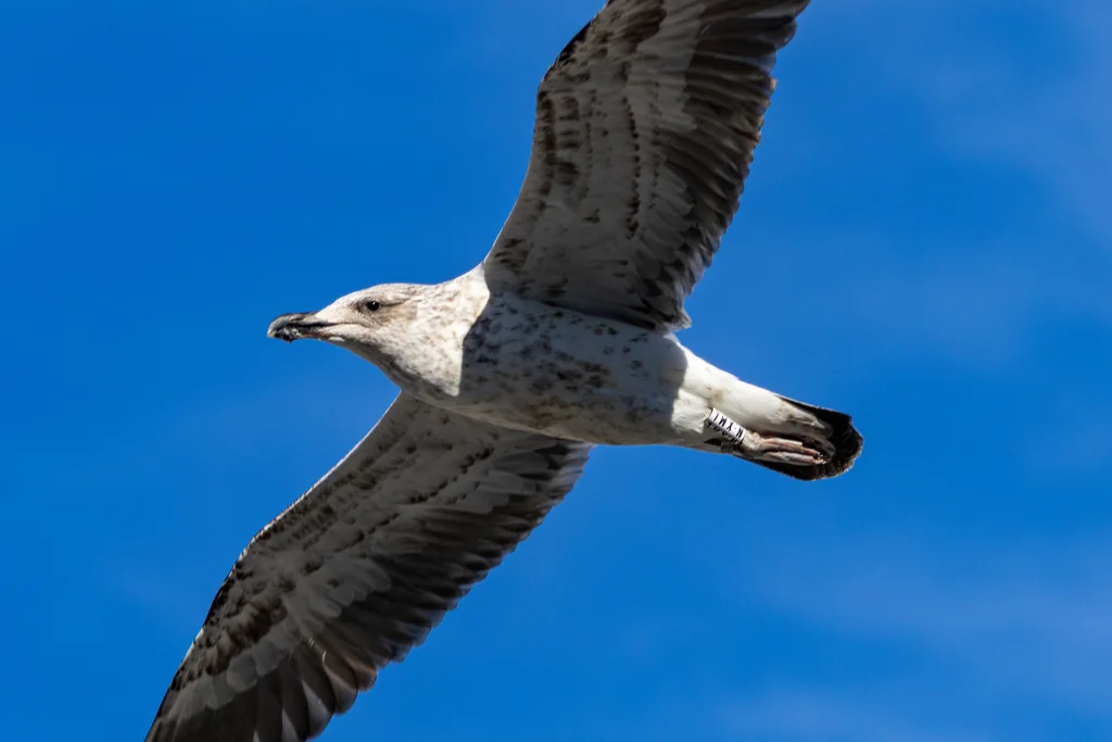 黑背鸥(Larus dominicanus)