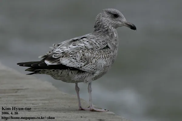 小黑背鸥(Larus fuscus)