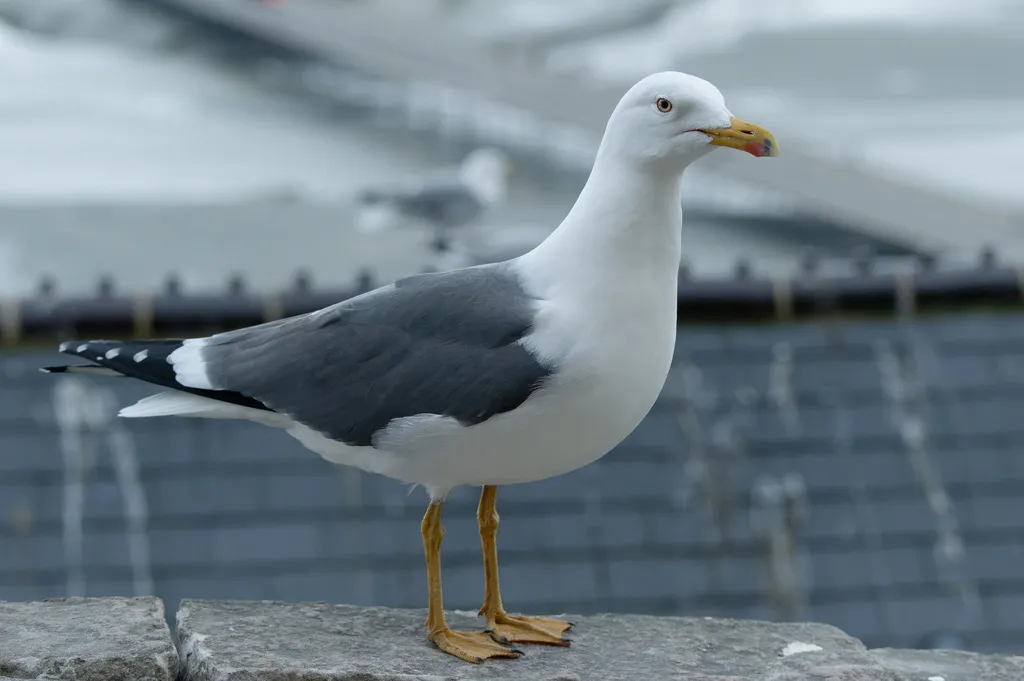 小黑背鸥(Larus fuscus)