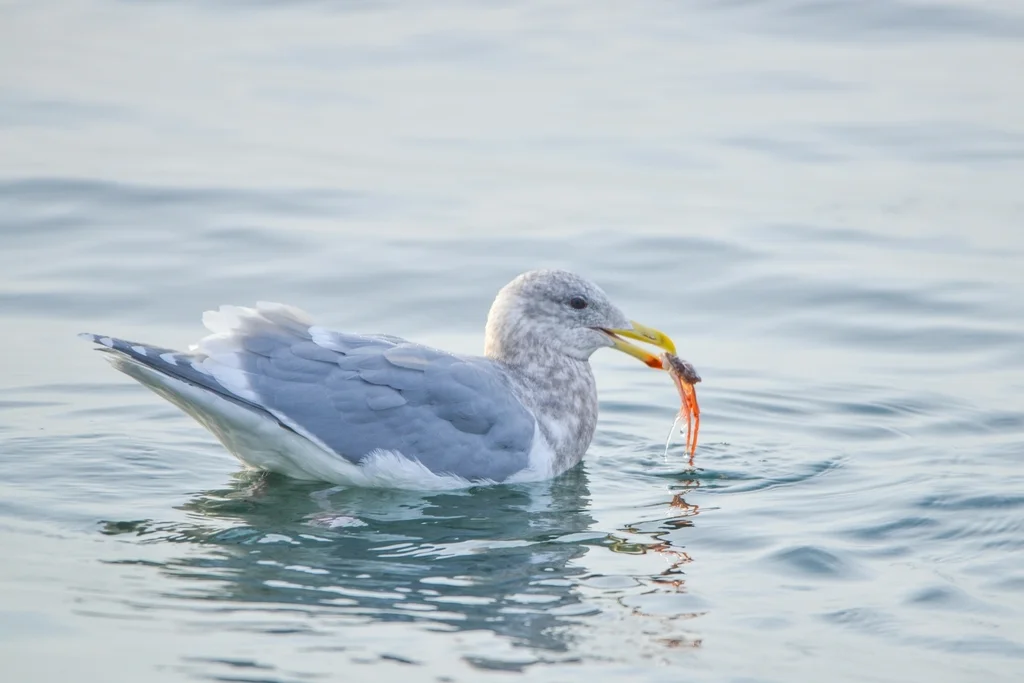 灰翅鸥(Larus glaucescens)