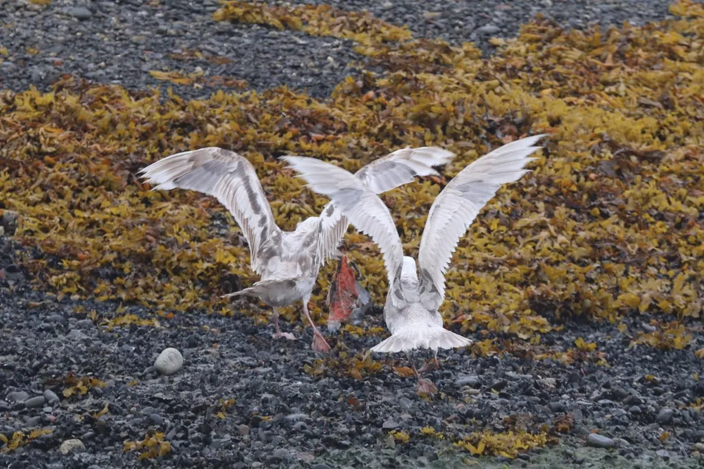 灰翅鸥(Larus glaucescens)