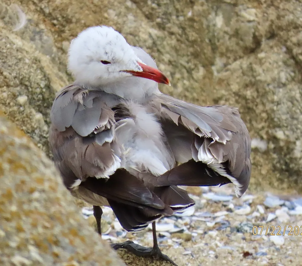 红嘴灰鸥(Larus heermanni)