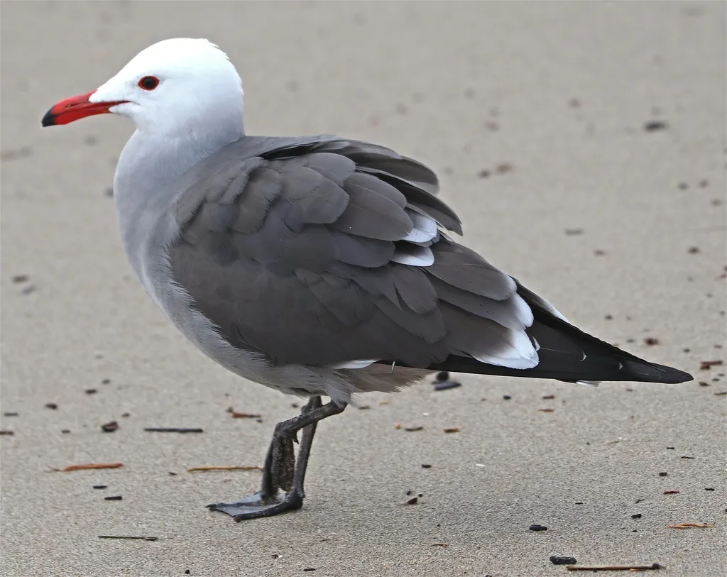 红嘴灰鸥(Larus heermanni)