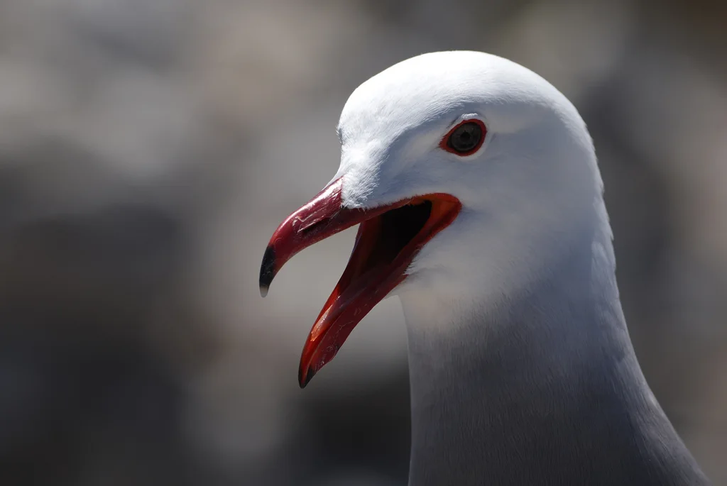红嘴灰鸥(Larus heermanni)