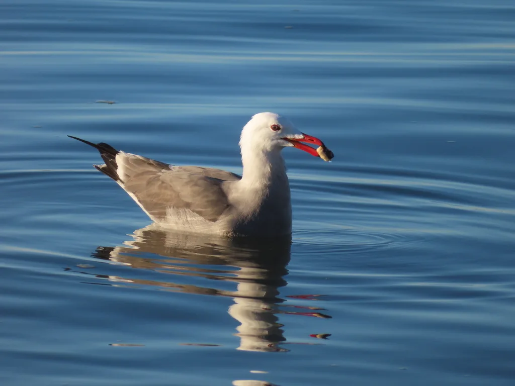 红嘴灰鸥(Larus heermanni)
