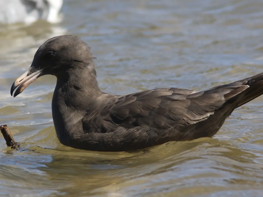 红嘴灰鸥(Larus heermanni)