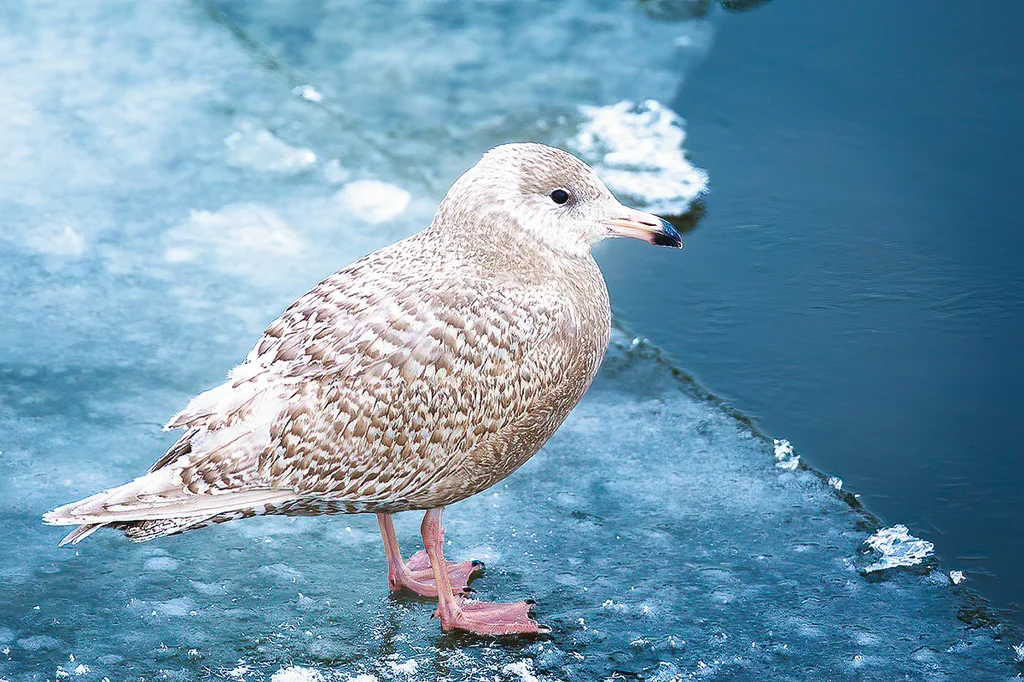 北极鸥(Larus hyperboreus)