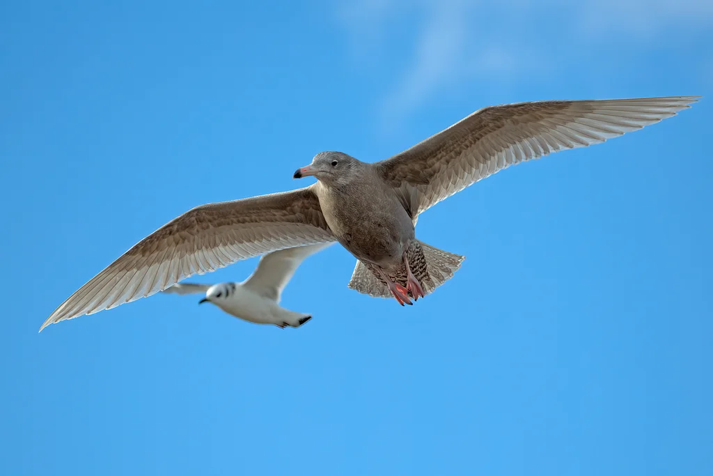 北极鸥(Larus hyperboreus)