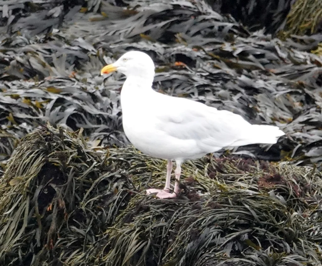 北极鸥(Larus hyperboreus)