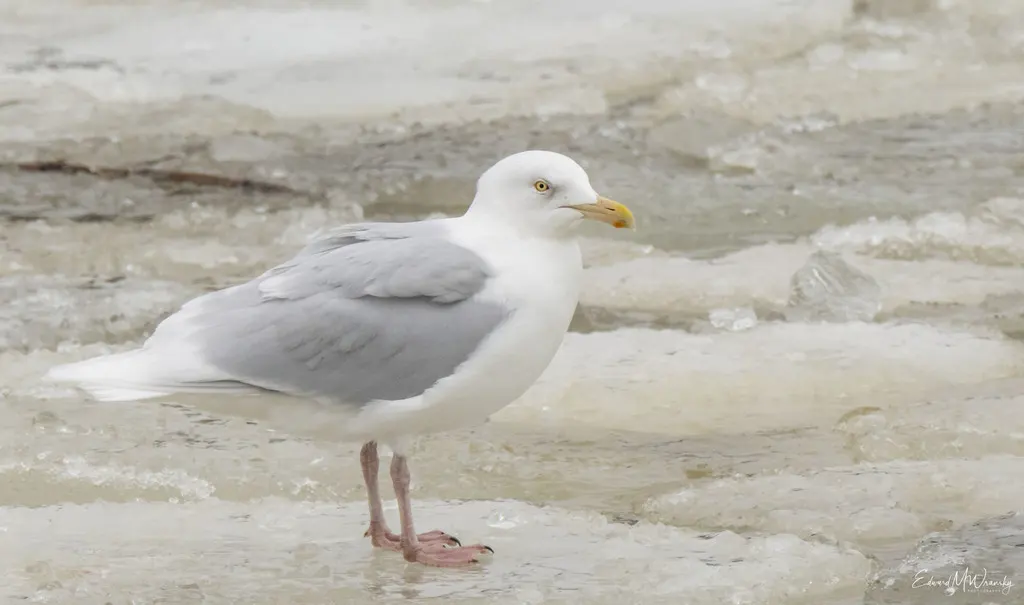 北极鸥(Larus hyperboreus)