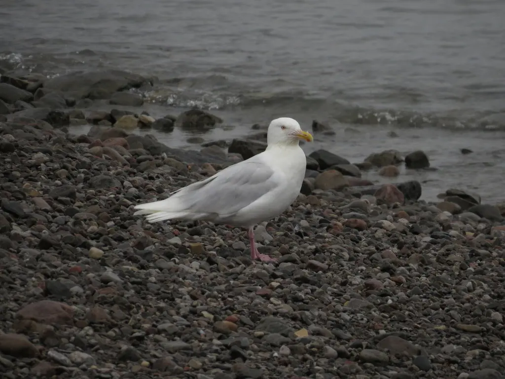 北极鸥(Larus hyperboreus)