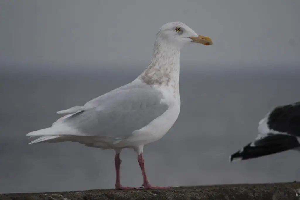 北极鸥(Larus hyperboreus)