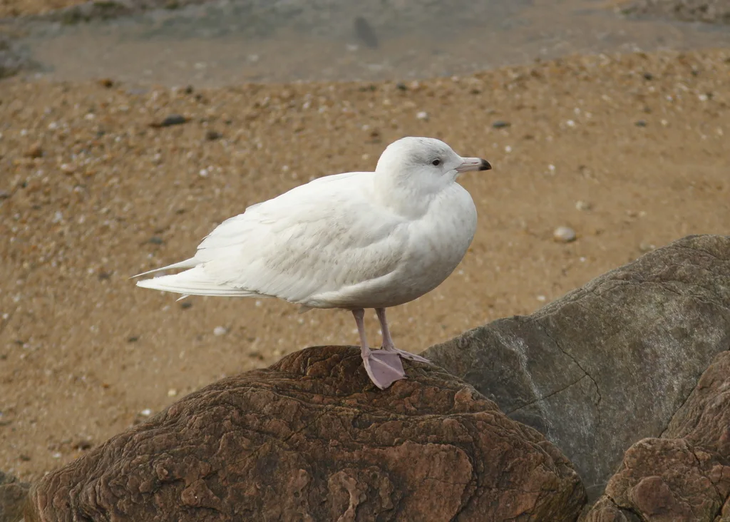 北极鸥(Larus hyperboreus)