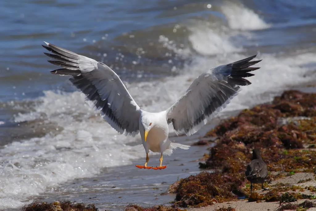 黄脚鸥(Larus livens)