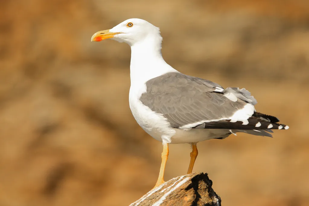黄脚鸥(Larus livens)