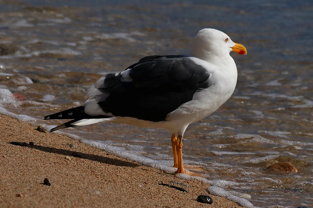 黄脚鸥(Larus livens)