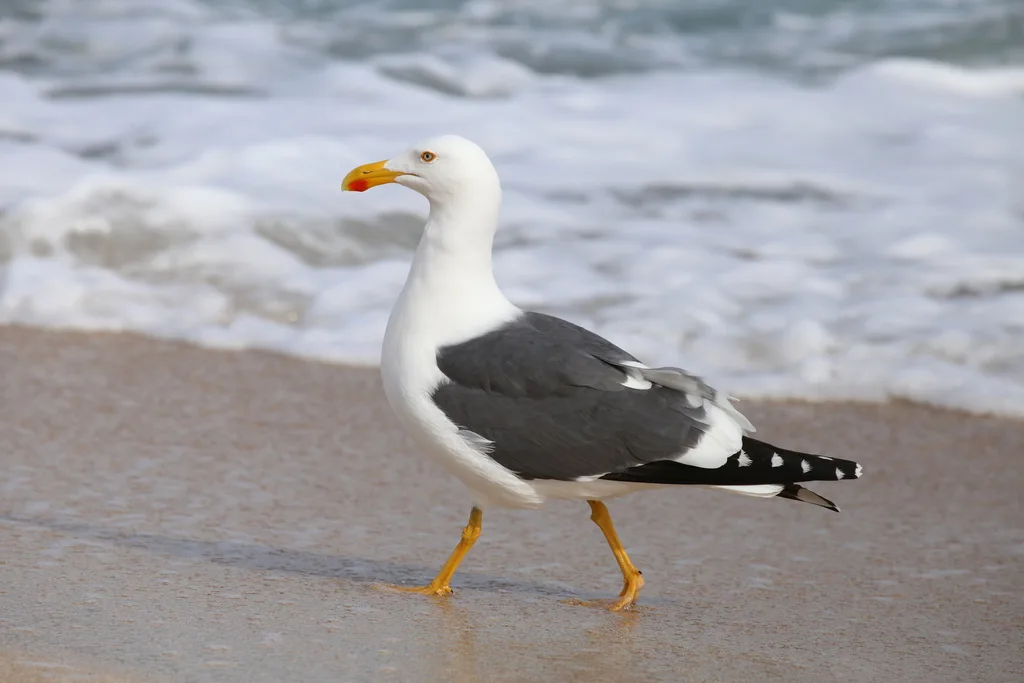 黄脚鸥(Larus livens)