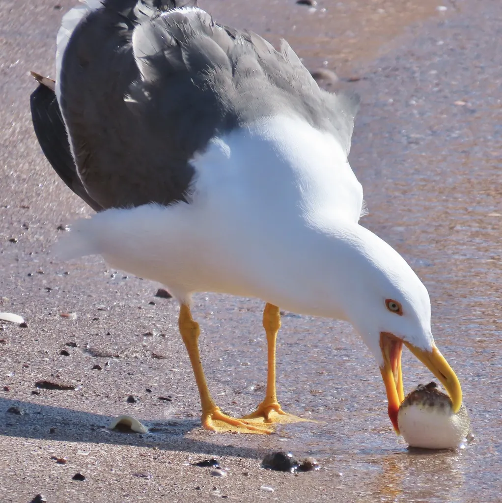 黄脚鸥(Larus livens)