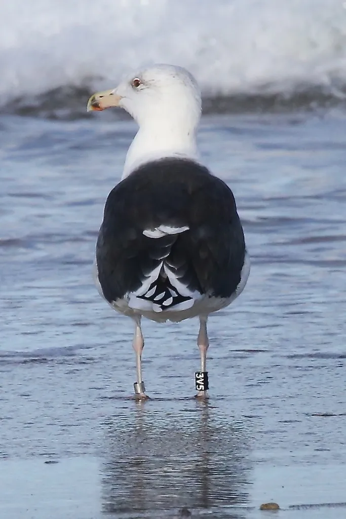大黑背鸥(Larus marinus)