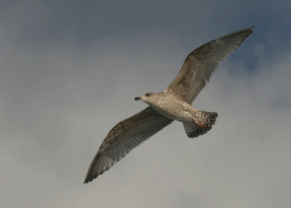 大黑背鸥(Larus marinus)