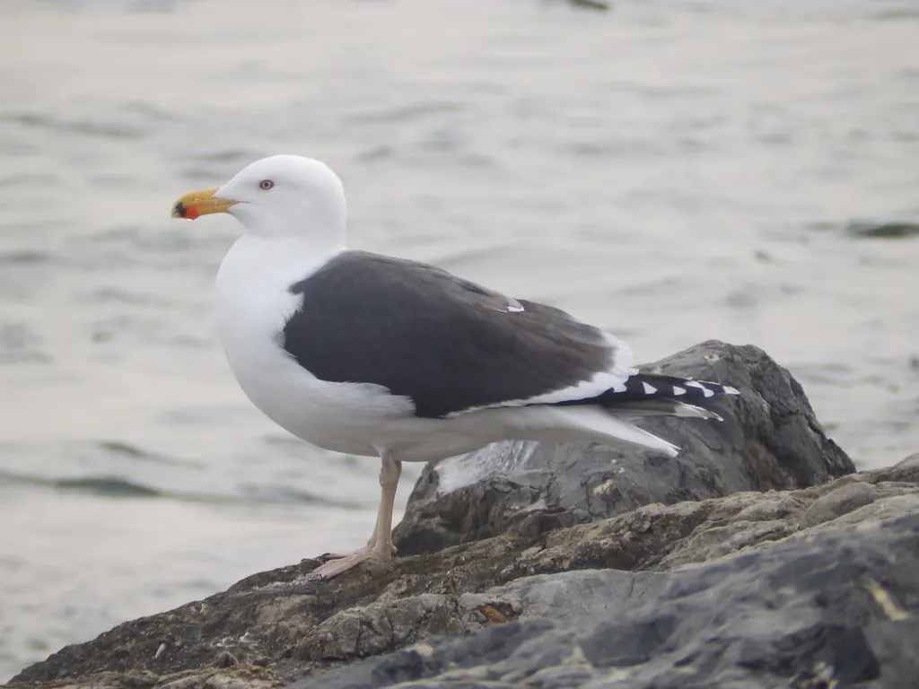 大黑背鸥(Larus marinus)