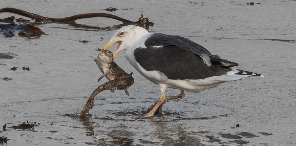 大黑背鸥(Larus marinus)