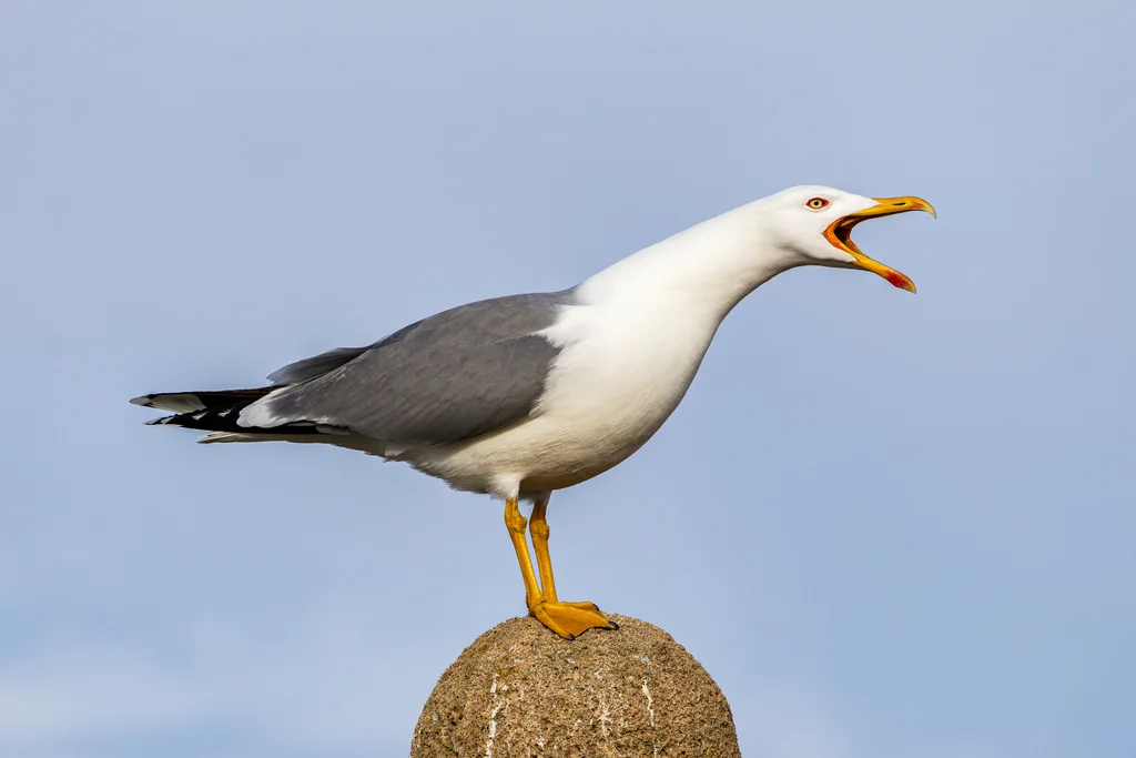 黄腿银鸥(Larus michahellis)