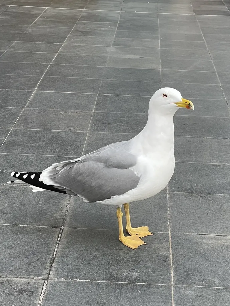 黄腿银鸥(Larus michahellis)