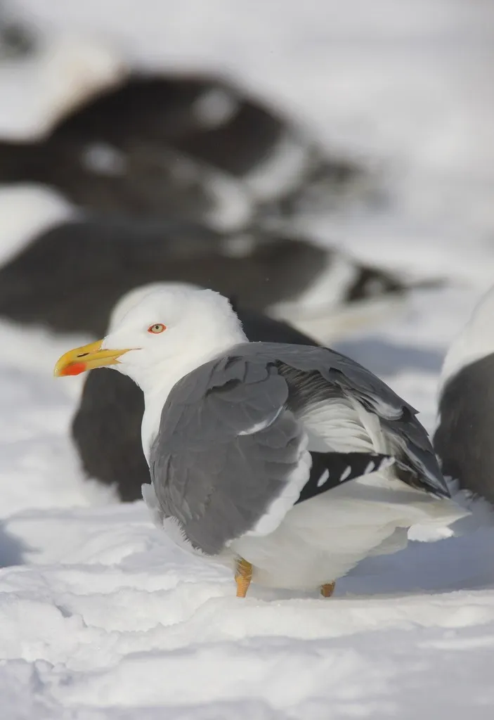 黄腿银鸥(Larus michahellis)