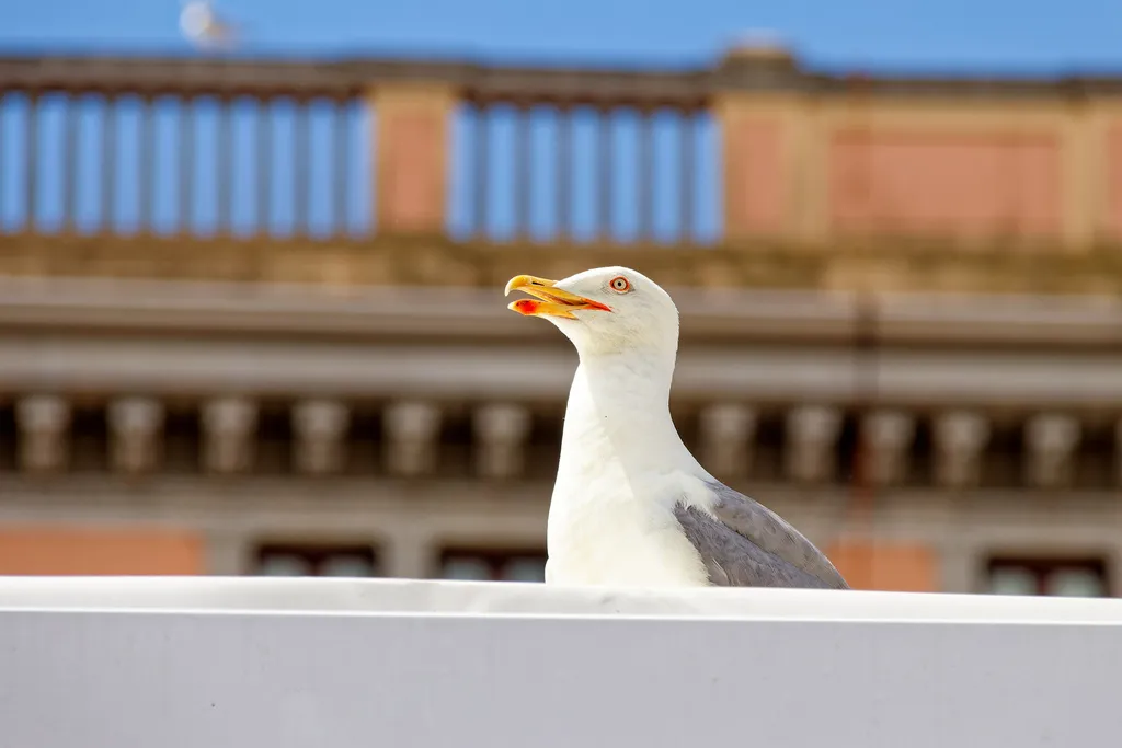 黄腿银鸥（Larus michahellis）