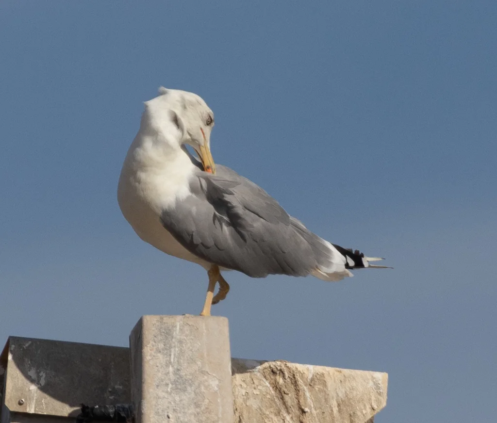 黄腿银鸥（Larus michahellis）