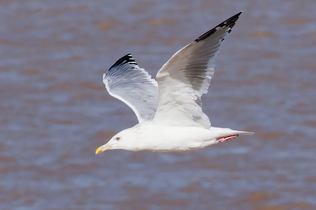 蒙古银鸥(Larus mongolicus)