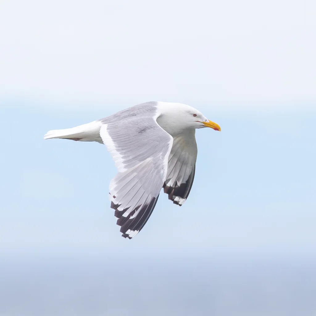 蒙古银鸥(Larus mongolicus)