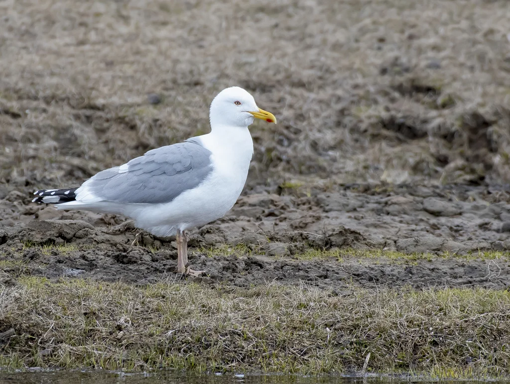 蒙古银鸥(Larus mongolicus)