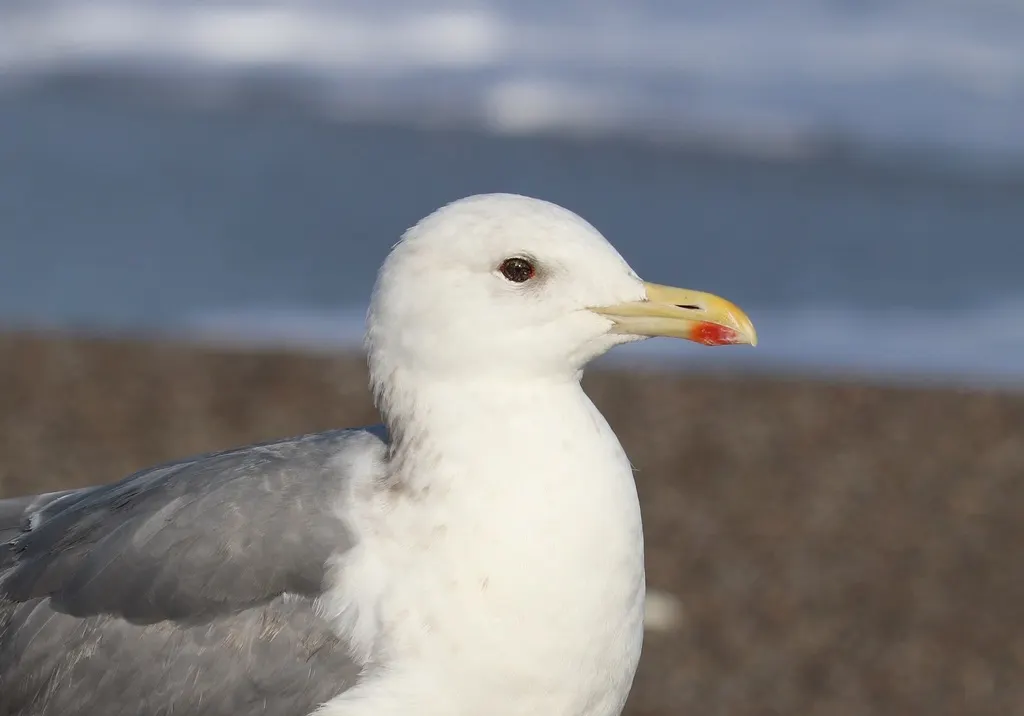 蒙古银鸥(Larus mongolicus)