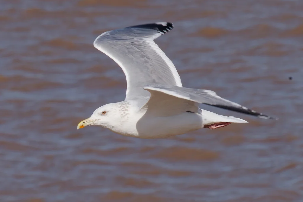 蒙古银鸥(Larus mongolicus)