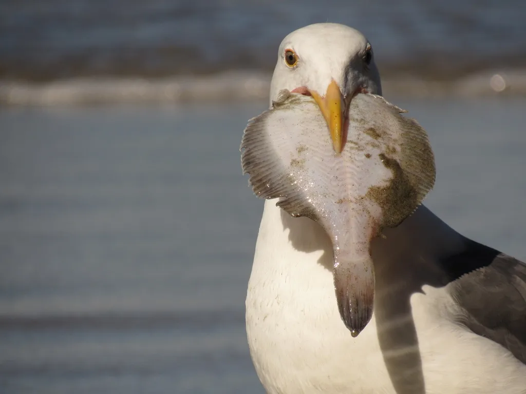 西美鸥(Larus occidentalis)