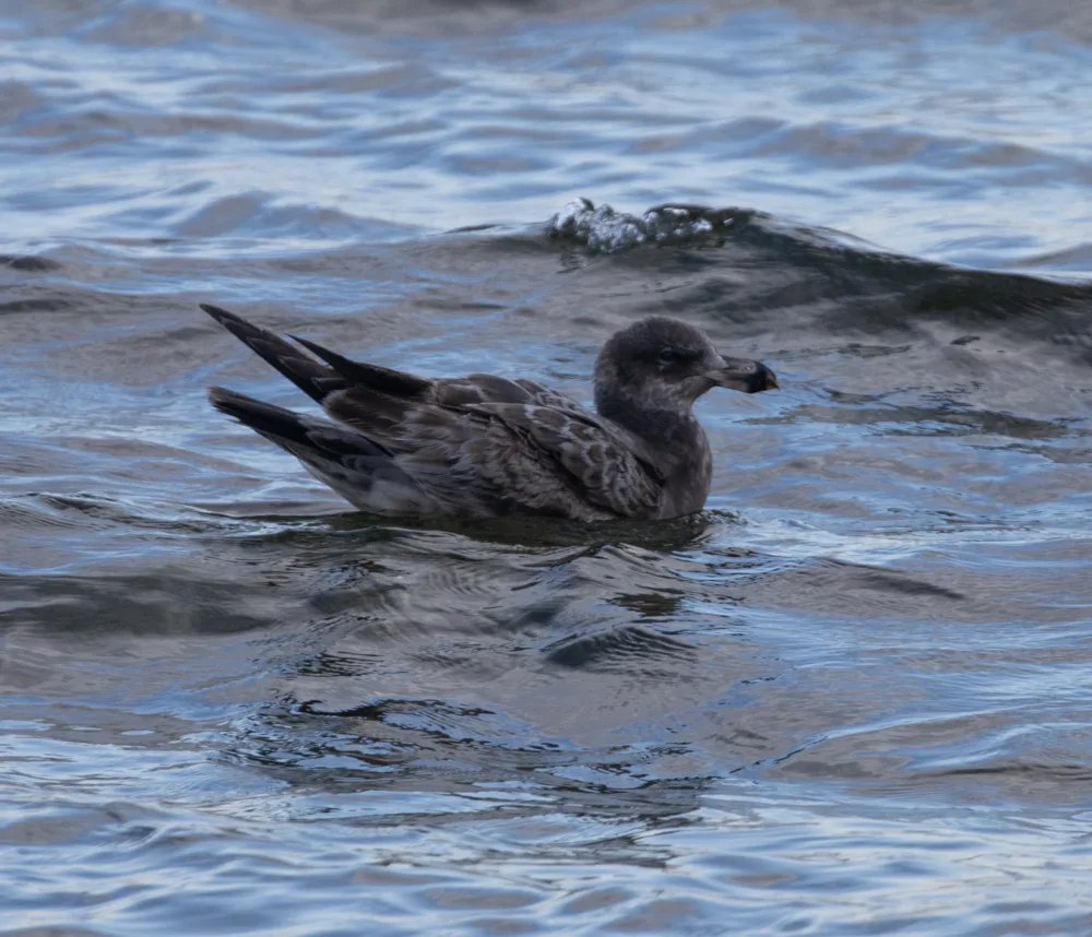 太平洋鸥(Larus pacificus)