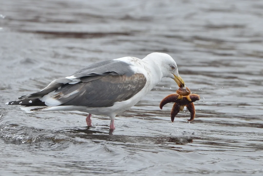 灰背鸥(Larus schistisagus)