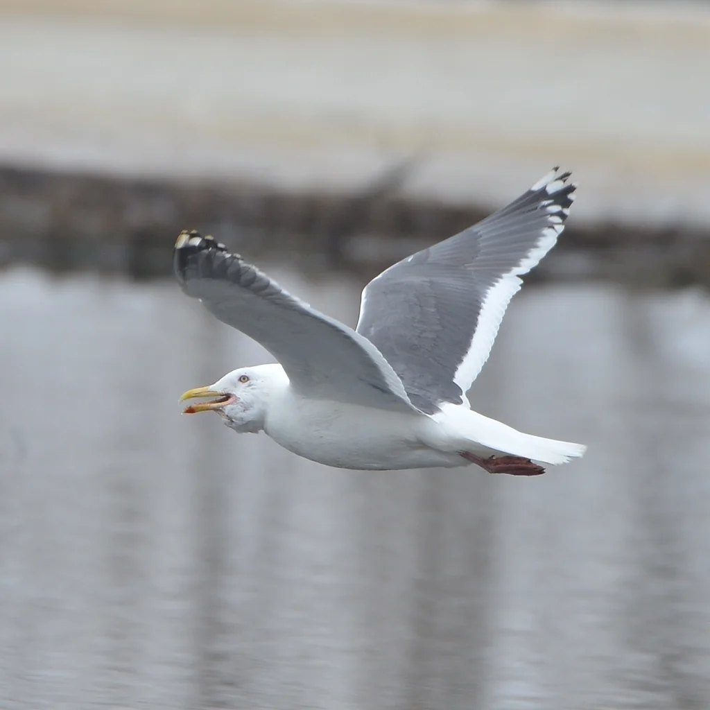 灰背鸥(Larus schistisagus)