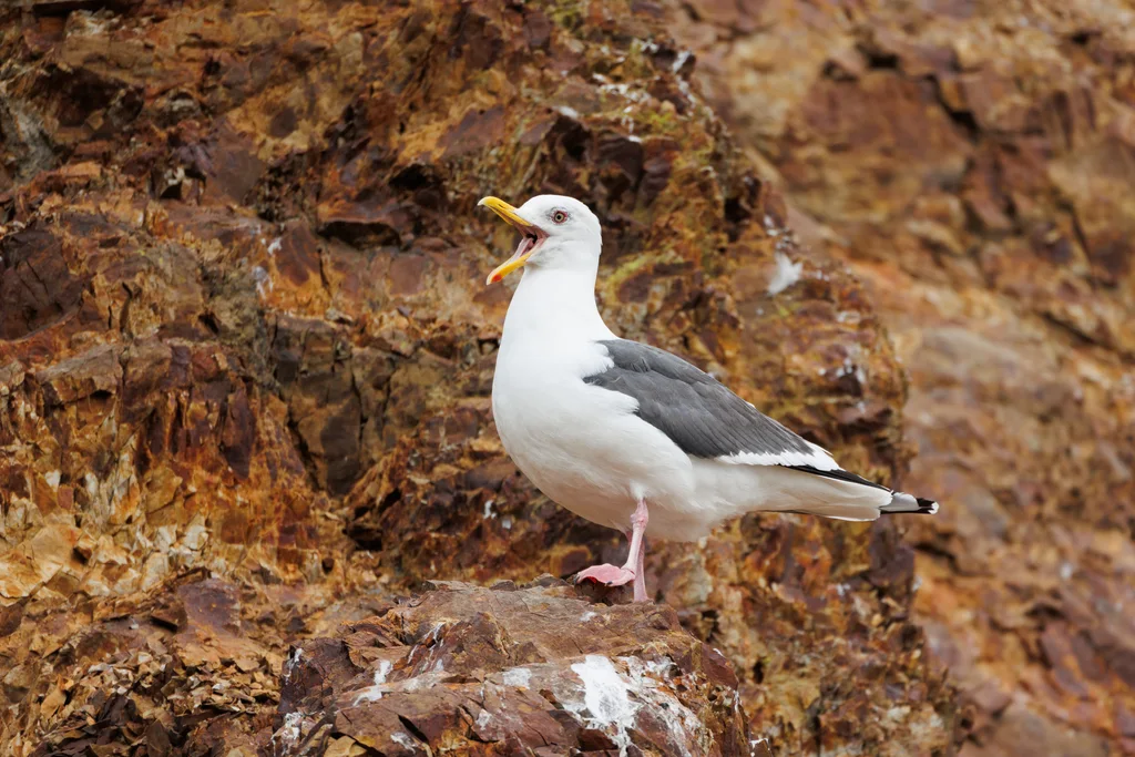 灰背鸥(Larus schistisagus)