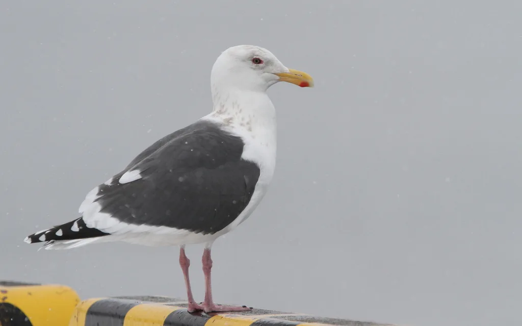 灰背鸥(Larus schistisagus)