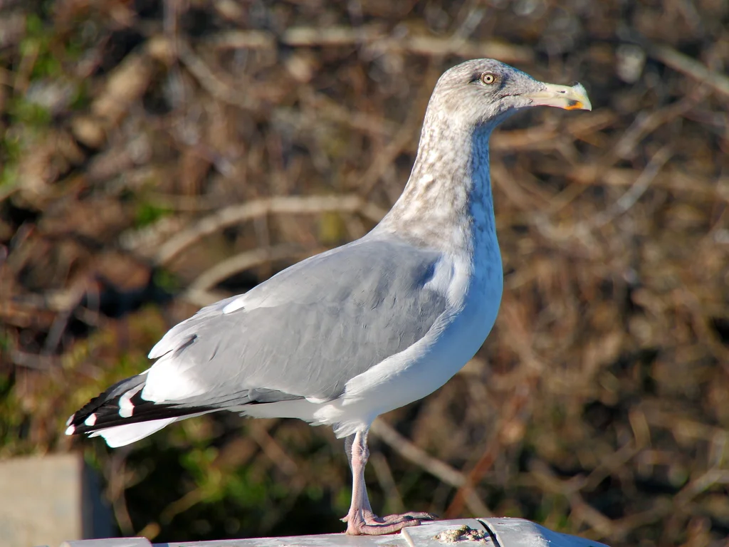 美洲银鸥(Larus smithsonianus)