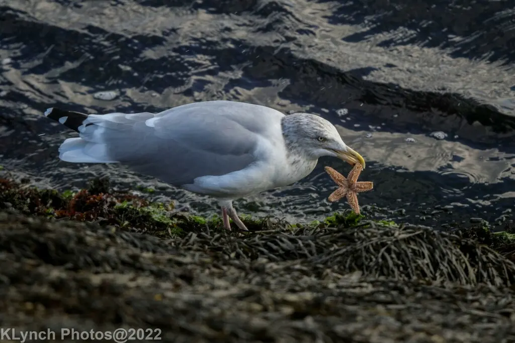 美洲银鸥(Larus smithsonianus)