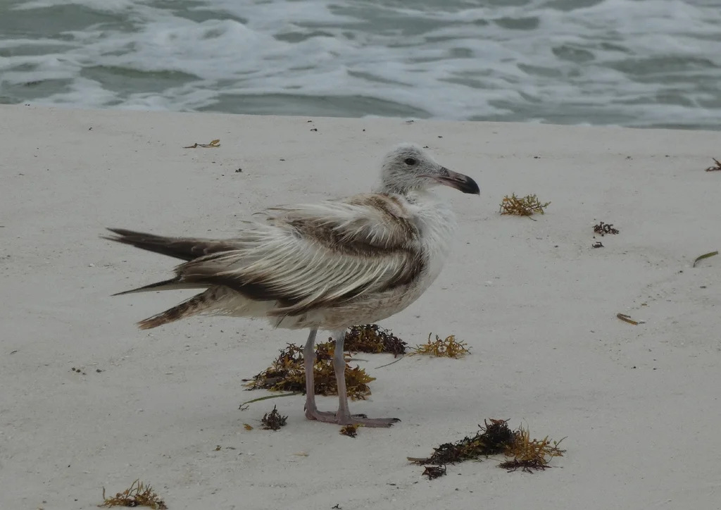 美洲银鸥(Larus smithsonianus)