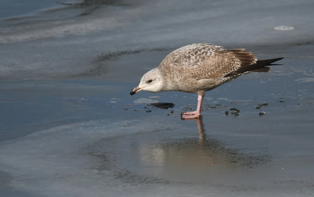 美洲银鸥(Larus smithsonianus)