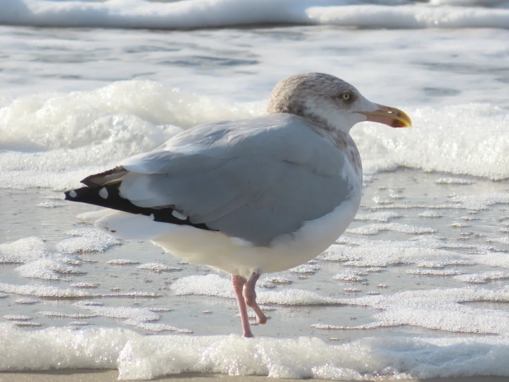 美洲银鸥(Larus smithsonianus)