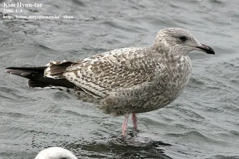西伯利亚银鸥